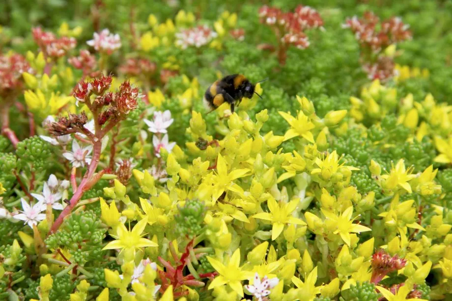Biodiverse image